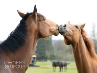 Moabit (left) and Top Tug (Elite Racing Club) - 14 April 2021