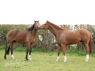 Moabit (left) and Top Tug (Elite Racing Club) - 14 April 2021