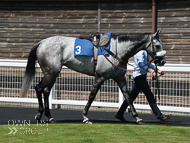 Alcala at Newton Abbot - 16 June 2017