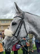 Alcala at Fontwell - 23 February 2020