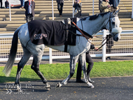 Alcala at Cheltenham - 13 March 2020