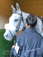 Alcala at Cheltenham - 13 March 2020