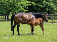 Cupboard Love & filly foal by Harry Angel - 15 June 2023