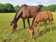 Cupboard Love and her Harry Angel filly - 26 June 2023