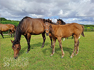 Harry Angel ex Cupboard Love filly - 17 July 2023