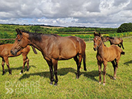 Harry Angel ex Cupboard Love filly - 17 July 2023