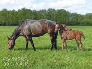 Cupboard Love with her Harry Angel foal - 16 May 2023