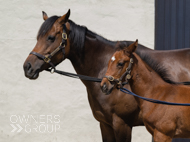 Cupboard Love & filly foal by Harry Angel - 15 June 2023