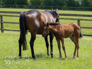 Cupboard Love & filly foal by Harry Angel - 15 June 2023