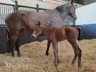 Cupboard Love and her Perfect Power filly - 13 April 2024