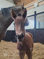 Perfect Power ex Cupboard Love filly - 13 April 2024