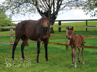 Cupboard Love and her Perfect Power filly - 15 April 2024