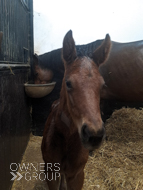 Perfect Power ex Cupboard Love filly - 22 April 2024