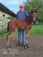 Perfect Power ex Cupboard Love filly - 23 April 2024