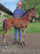 Perfect Power ex Cupboard Love filly - 23 April 2024