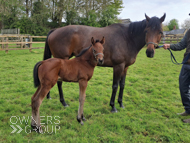 Cupboard Love and her Perfect Power filly - 23 April 2024