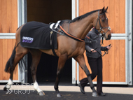 Getaway Trump at Newbury - 29 December 2018