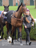 Getaway Trump at Ascot - 16 February 2019