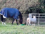 Getaway Trump with his friend Lambo, a Border Leicester sheep - 11 October 2022