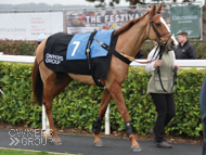 Jaboticaba at Wincanton - 6 December 2018