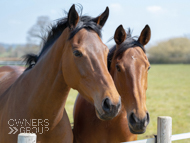 Sabrina (left) and Wouldubewell (right) - 20 April 2021