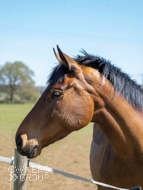 Sabrina at EquiPrep - 22 April 2021