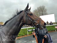 Sabrina after winning at Wincanton - 5 November 2022