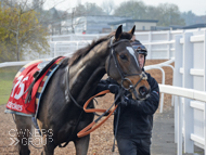 Pentland Hills after his racecourse gallop at Newbury - 19 November 2019