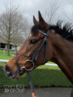 Pentland Hills at Cheltenham - 10 March 2020