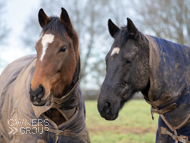 Pentland Hills (left) with Farouk De Cheneau - 22 January 2021