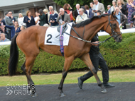 Hexagon at Kempton - 7 September 2019