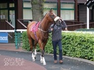 Proclaimer at Haydock - 5 July 2020