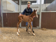 Cracksman ex Miranda filly - 21 March 2024