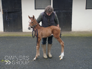 Cracksman ex Miranda filly - 25 March 2024