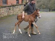 Cracksman ex Miranda filly - 25 March 2024