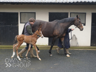Miranda and her Cracksman filly - 25 March 2024