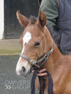 Cracksman ex Miranda filly - 25 March 2024