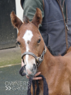 Cracksman ex Miranda filly - 25 March 2024