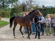 Miranda at Paul Nicholls' visit - 26 September 2021