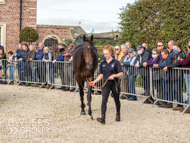 Miranda at Paul Nicholls' visit - 10 October 2021