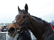 Miranda after her win at Ludlow - 6 February 2019