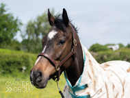 Hurling Magic at EquiPrep - 22 May 2020