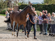 Wild Max at Paul Nicholls' visit - 26 September 2021