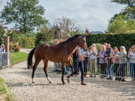 Wild Max at Paul Nicholls' visit - 26 September 2021