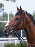 Chez Hans at Newbury -8 July 2020