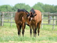 Calva D'Auge (left) enjoying some summer sun at EquiPrep, with his Axom friend Falco Blitz - 18 June 2019