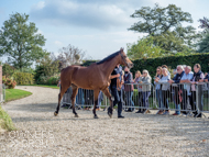 Calva D'Auge at Paul Nicholls' visit - 26 September 2021