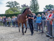 Calva D'Auge at Paul Nicholls' visit - 26 September 2021