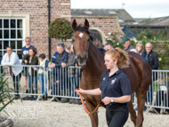 Calva D'Auge at Paul Nicholls' visit - 10 October 2021