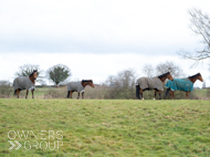 (left to right) Calva D'Auge, Divine Gift, Moabit and The Greater Good - 1 March 2023